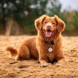 Dog Image 2